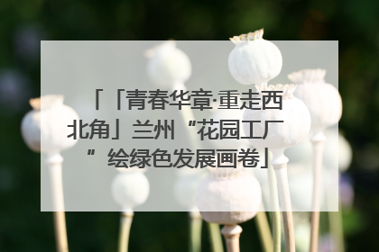 「青春华章·重走西北角」兰州“花园工厂”绘绿色发展画卷