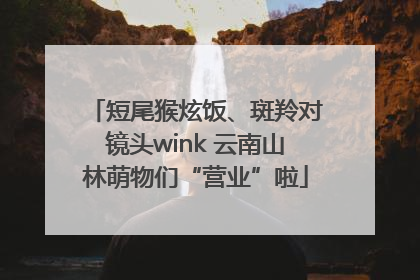 短尾猴炫饭、斑羚对镜头wink 云南山林萌物们“营业”啦
