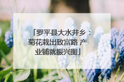 罗平县大水井乡：菊花栽出致富路 产业铺就振兴图