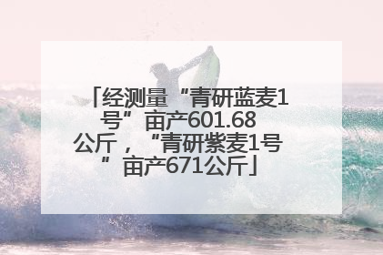 经测量“青研蓝麦1号”亩产601.68公斤，“青研紫麦1号”亩产671公斤