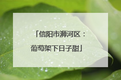 信阳市浉河区：葡萄架下日子甜