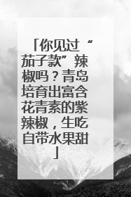 你见过“茄子款”辣椒吗？青岛培育出富含花青素的紫辣椒，生吃自带水果甜