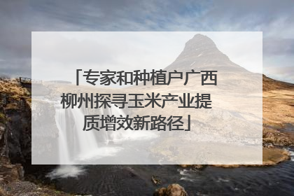 专家和种植户广西柳州探寻玉米产业提质增效新路径