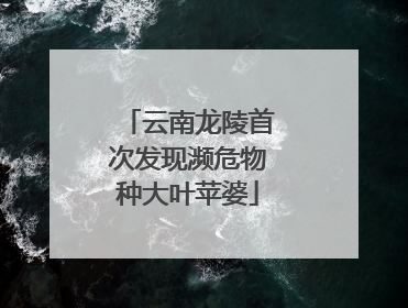 云南龙陵首次发现濒危物种大叶苹婆