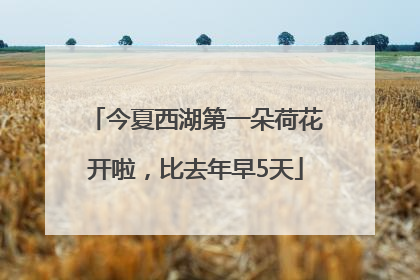 今夏西湖第一朵荷花开啦，比去年早5天
