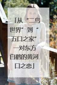 从“二鸟世界”到“五口之家” 一对东方白鹳的黄河口之恋