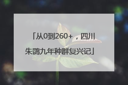 从0到260+，四川朱鹮九年种群复兴记
