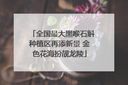 全国最大黑喉石斛种植区再添新景 金色花海扮靓龙陵
