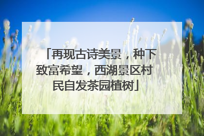 再现古诗美景，种下致富希望，西湖景区村民自发茶园植树