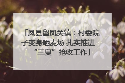 凤县留凤关镇：村委院子变身晒麦场 扎实推进“三夏”抢收工作