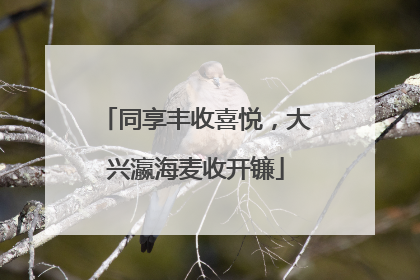 同享丰收喜悦，大兴瀛海麦收开镰