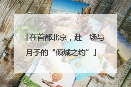 在首都北京，赴一场与月季的“倾城之约”