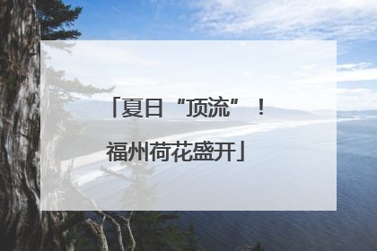 夏日“顶流”！福州荷花盛开
