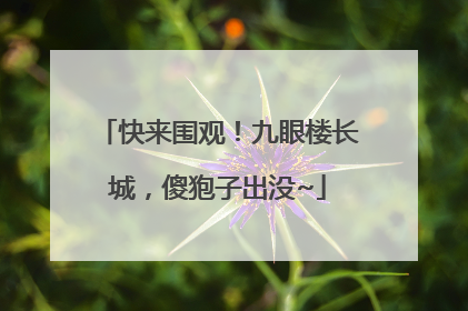快来围观！九眼楼长城，傻狍子出没~