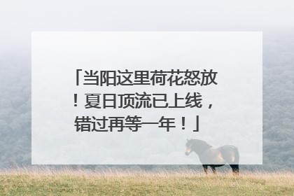 当阳这里荷花怒放！夏日顶流已上线，错过再等一年！