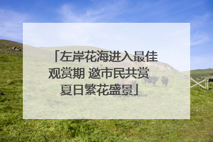 左岸花海进入最佳观赏期 邀市民共赏夏日繁花盛景