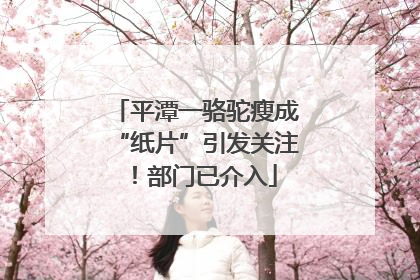 平潭一骆驼瘦成“纸片”引发关注！部门已介入
