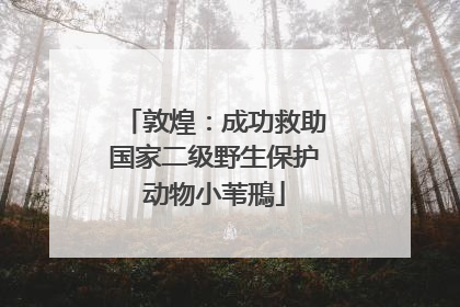 敦煌：成功救助国家二级野生保护动物小苇鳽