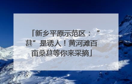 新乡平原示范区：“葚”是诱人！黄河滩百亩桑葚等你来采摘