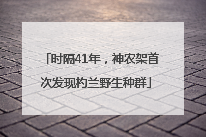 时隔41年，神农架首次发现杓兰野生种群