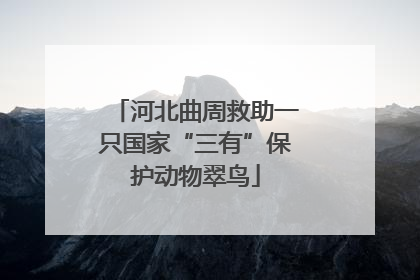 河北曲周救助一只国家“三有”保护动物翠鸟