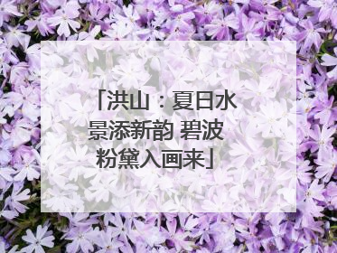 洪山：夏日水景添新韵 碧波粉黛入画来