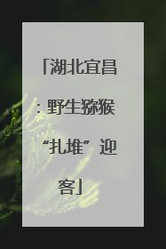湖北宜昌：野生猕猴“扎堆”迎客