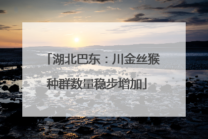 湖北巴东：川金丝猴种群数量稳步增加
