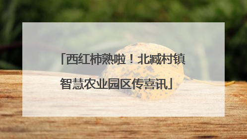 西红柿熟啦！北臧村镇智慧农业园区传喜讯