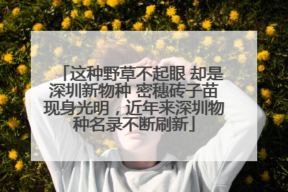 这种野草不起眼 却是深圳新物种 密穗砖子苗现身光明，近年来深圳物种名录不断刷新