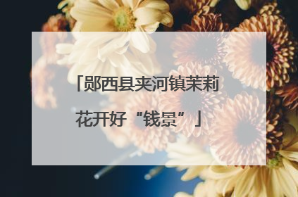 郧西县夹河镇茉莉花开好“钱景”