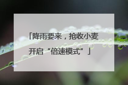 降雨要来，抢收小麦开启“倍速模式”