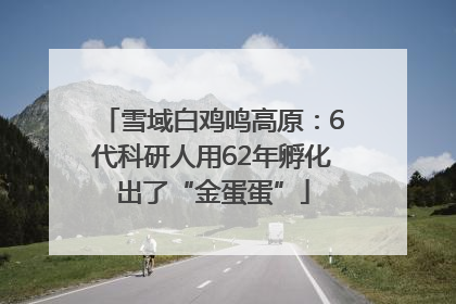 雪域白鸡鸣高原：6代科研人用62年孵化出了“金蛋蛋”