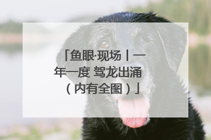 鱼眼·现场丨一年一度 驾龙出涌（内有全图）