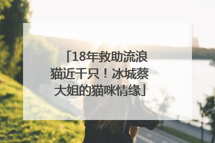18年救助流浪猫近千只！冰城蔡大姐的猫咪情缘